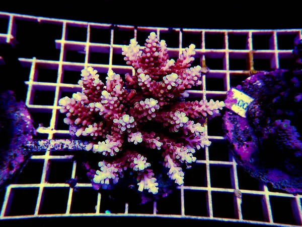 Isolated Image Acropora Coral Acropora Genus Small Polyp Stony Corals — Stock Photo, Image