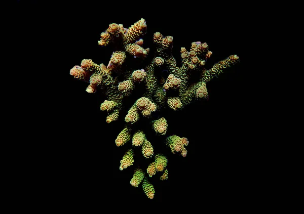 Acropora Coral Acropora 이미지작은 Genus — 스톡 사진