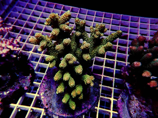 Isoliertes Bild Von Acropora Coral Acropora Ist Eine Gattung Kleiner — Stockfoto