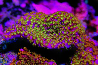Gökkuşağı Montipora mercanına Ultra Makro polipleri 