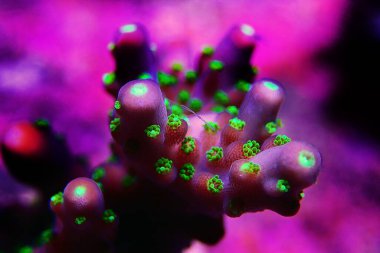 Garf Bonsai Acropora - Yeşil polipli mor gövdeli Acropora SPS mercanı