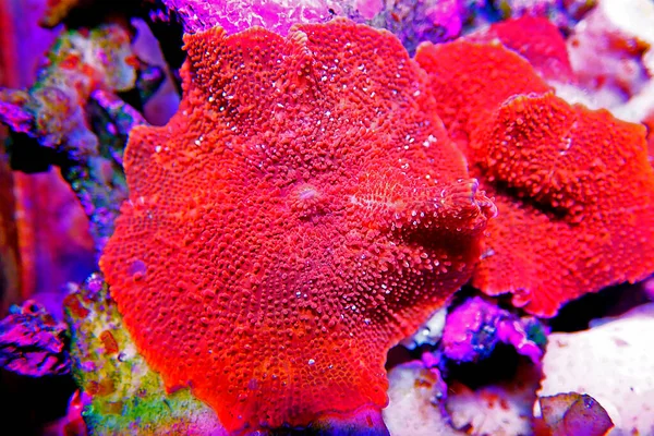 Ultra Red Discosomaキノコサンゴ Actindiscussp — ストック写真