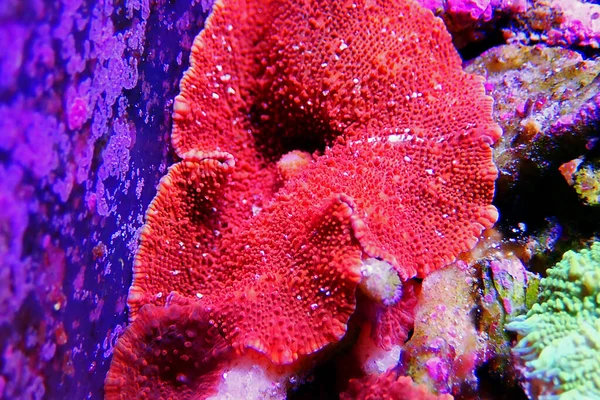 Corallo Del Fungo Discosoma Ultra Rosso Actinodiscus — Foto Stock