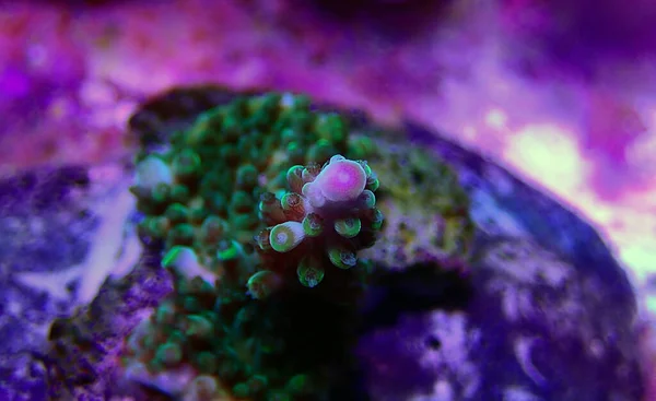 Acropora Millepora Colorato Sps Corallo Sfondo Nero — Foto Stock