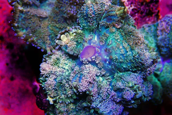 Colonia Variopinta Rhodactis Funghi Coralli Molli — Foto Stock