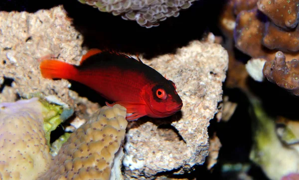 Flame Hawk Fish Neocirrhites Armatus — Stock Photo, Image