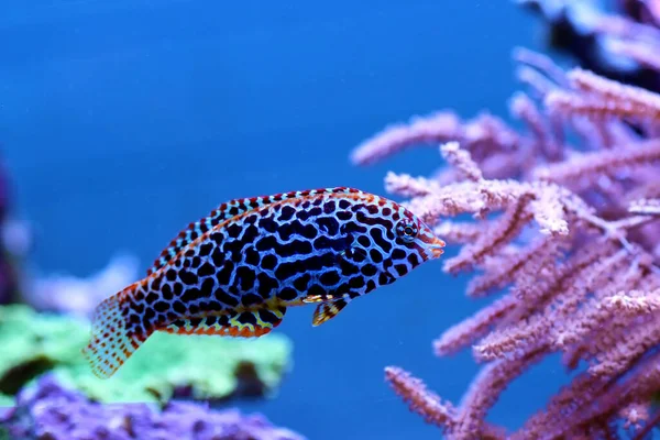 Чернопятнистая Рыба Леопард — стоковое фото