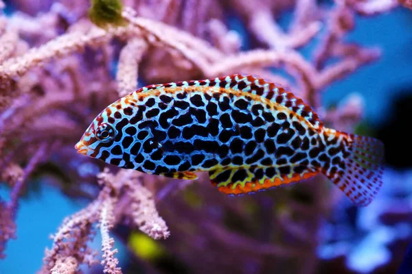 Чорні Плямисті Жіночі Риби Леопарда — стокове фото