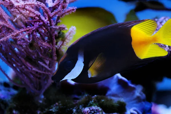 비콜로어 블랙과 Foxface Rabbitfish Siganus Uspi — 스톡 사진