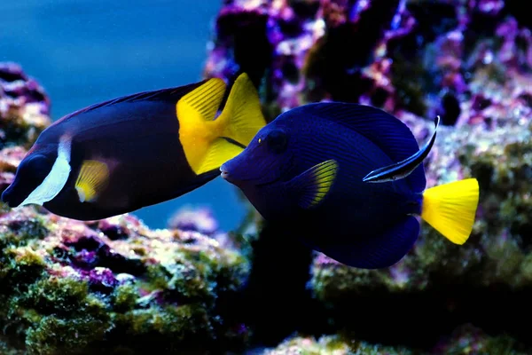 Doctor Wrasse Cleaning Black Yellowtail Foxface Xanthurum Purple Tang — Stock Photo, Image