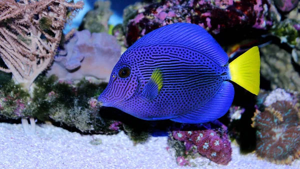 Zebrasoma Xanthurum Yellowtail Purple Tang Fish — Stock Photo, Image