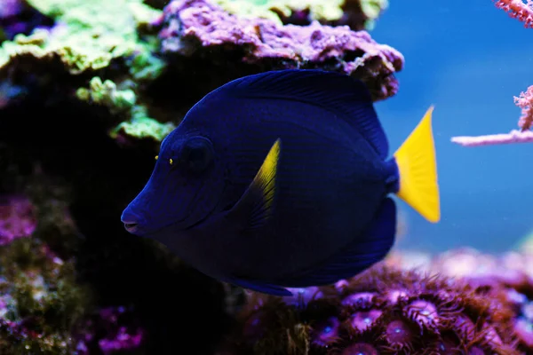 Zebrasoma Xanthurum Yellow Tail Purple Tang Fish — 스톡 사진