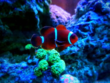 Premnas biaculeatus - Omurga yanaklı şakayık balığı