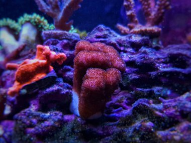 SPS mercanı resif akvaryum tankında Pocilloporidae sp. 