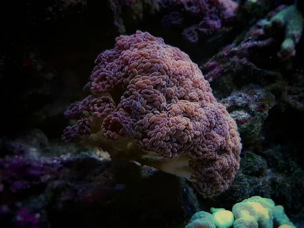 Euphyllia Cristata Verzweigte Traube Lps Koralle — Stockfoto