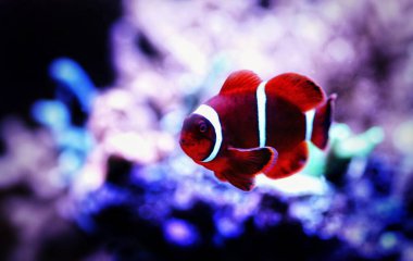 Premnas biaculeatus - Spine-cheeked anemone clownfish clipart