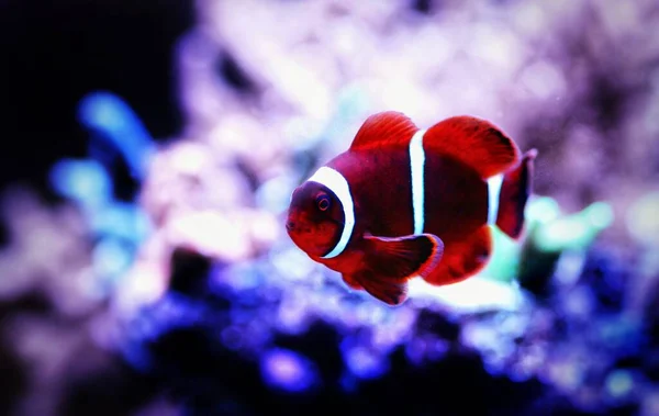 Premnas Biaculeatus Spine Cheeked Anemon Clownfish — Stok Foto