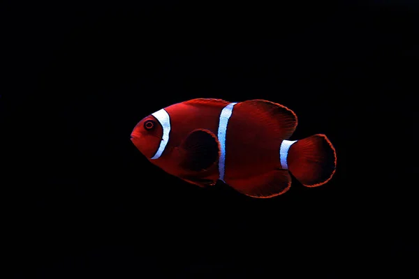 Premnas Biaculeatus Spine Cheeked Anemone Clownfish — Stok Foto