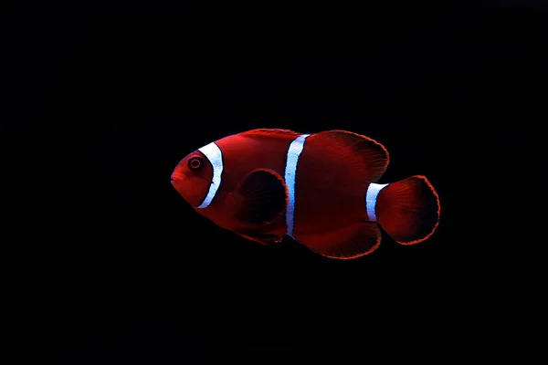 Premnas Biaculeatus Stachelwangen Anemonen Clownfisch — Stockfoto