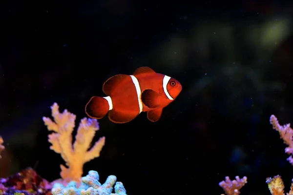 Premnas Biaculeatus Spine Cheeked Anemone Clownfish — Stok Foto