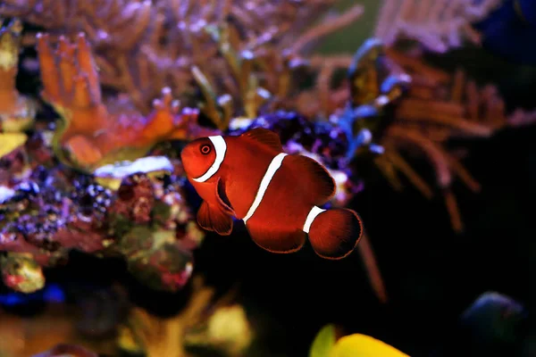 Premnas Biaculeatus スパインはAnemoneピエロ魚を確認 — ストック写真