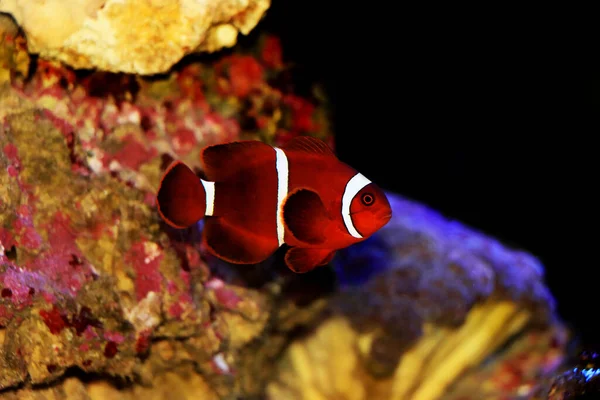 Premnas Biaculeatus スパインはAnemoneピエロ魚を確認 — ストック写真