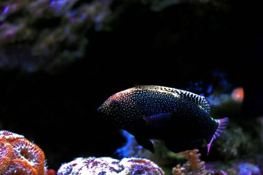 Sarı benekli kara leopar Wrasse - Makrofarengodon negrosensis 