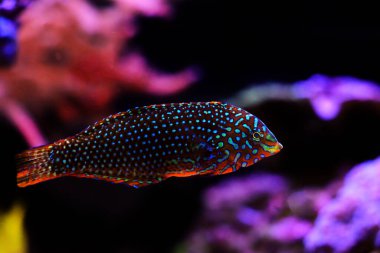 Süslemeli Leopar Yolu - (Makrofaryngodon ornatus) 