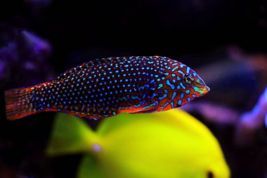 Süslemeli Leopar Yolu - (Makrofaryngodon ornatus) 