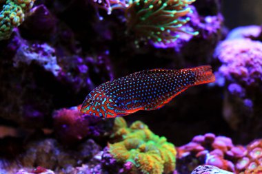 Süslemeli Leopar Yolu - (Makrofaryngodon ornatus) 