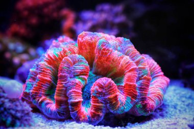 Gökkuşağı renklendirmesi açık beyin LPS mercanı - Wellsophyllia radiata