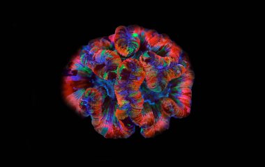 Gökkuşağı renklendirmesi açık beyin LPS mercanı - Wellsophyllia radiata