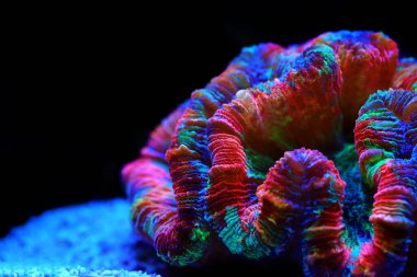 Gökkuşağı renklendirmesi açık beyin LPS mercanı - Wellsophyllia radiata