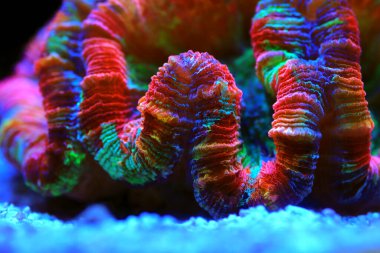 Gökkuşağı renklendirmesi açık beyin LPS mercanı - Wellsophyllia radiata