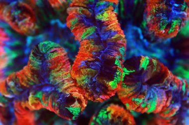 Gökkuşağı renklendirmesi açık beyin LPS mercanı - Wellsophyllia radiata