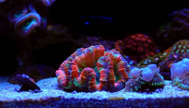 Gökkuşağı renklendirmesi açık beyin LPS mercanı - Wellsophyllia radiata