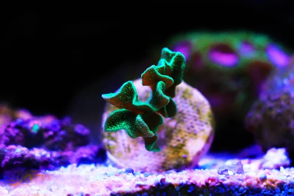 Pavona Sps Cactus Coral Pavona Decussatus — стоковое фото