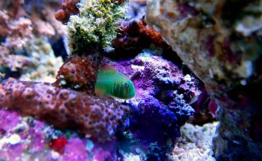 Yeşil Palyaço Mercan Goby - Gobiodon histrio