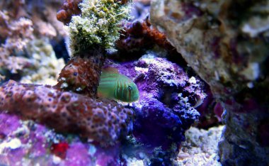 Green clown coral goby - Gobiodon histrio clipart