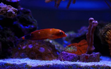 Kırmızı Coris Afrika Wrasse - (Coris gaimard) 