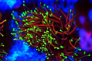 Altın Euphyllia Meşalesi LPS Mercanı - Euphyllia Glabrescens