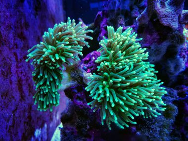Euphyllia Torch is one of the most beautiful addition for coral reef aquarium tank clipart