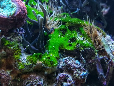 Resif akvaryumundaki kayaya yeşil siyanobakteri yerleştirilmiş.