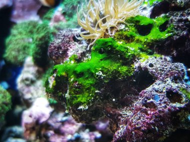 Green cyanobacteria attached on the rock in reef aquarium tank clipart