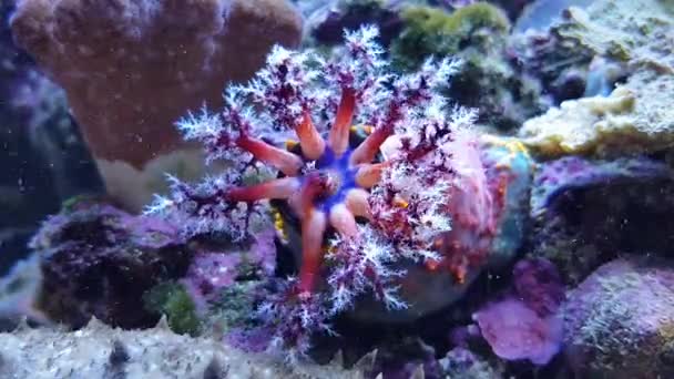 海のりんごの動き触手のタイムラプスビデオ Pseudocolochirus Violaceus — ストック動画