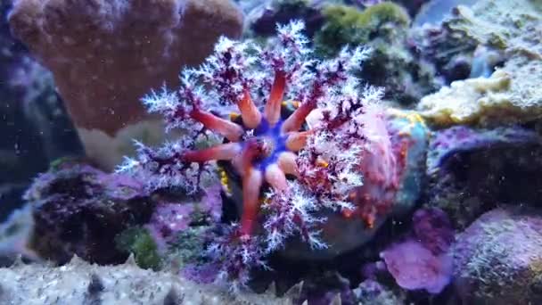 Timelapse Videó Tengeri Alma Mozgó Csápok Száj Pseudocolochirus Violaceus — Stock videók