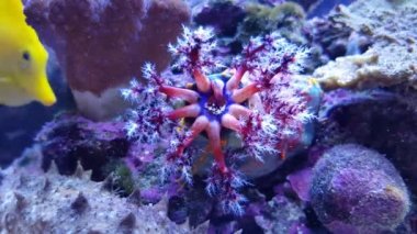 Deniz elması renkli deniz omurgasızının 4K videosu - Pseudocolochirus ihlali