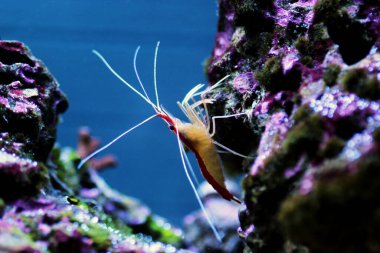 Kokarca temizleyici tuzlu su resifi karidesi - Lysmata amboinensis
