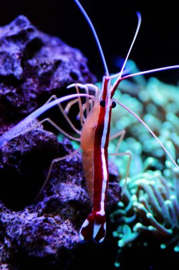 Kokarca temizleyici tuzlu su resifi karidesi - Lysmata amboinensis