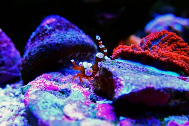 Dans eden Seksi Karides Thor amboinensis